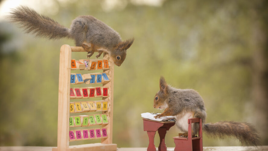 red squirrels in school class outside